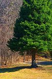 Lone Pine_47857